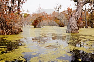 Wetland Forest Merchants Millpond NC State Park US