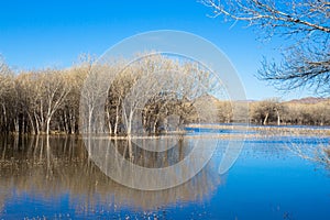 Wetland and forest in very early spring at Bosque del Apache in New Mexico
