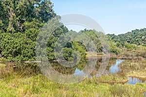 Wetland of the Groot River