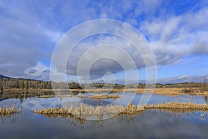 Wetland Habitat in the Bow Valley, Alberta photo