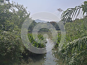 Wetland in Hangzhou