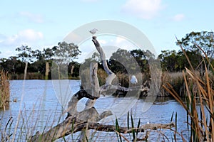 Wetland inside Gateway Sanctuary in Geelong city, Melbourne, Australia (pix SShukla)