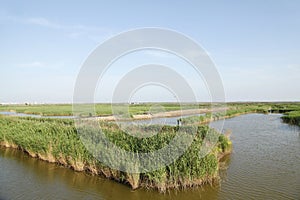 Wetland landscape