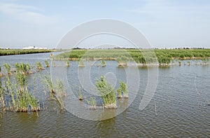 Wetland landscape