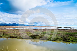 Wetland landscape