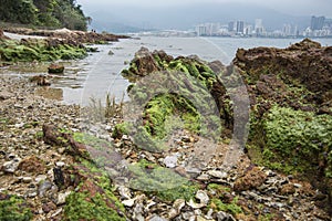 Wetland lichen