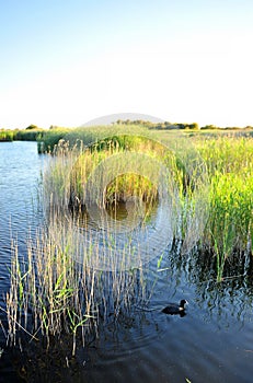 Patos en provincia, 