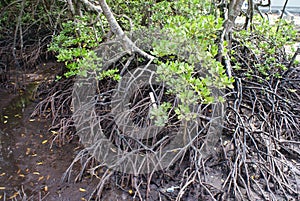 Wetland Mangroves photo