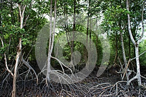 Wetland Mangroves photo