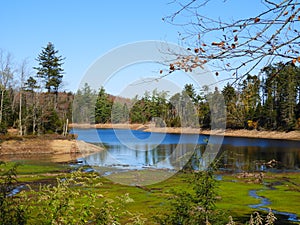 Wetland marsh biodiverse habitat in Adirondacks