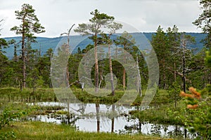 Wetland, mire landscape in FulufjÃ¤llets National park, Sweden