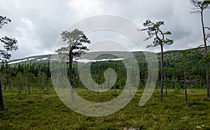 Wetland, mire landscape in FulufjÃ¤llets National park, Sweden