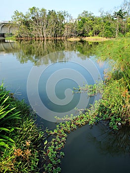 Wetland nature park in the city