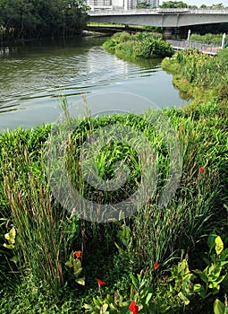 Wetland nature park in the city, Asia photo