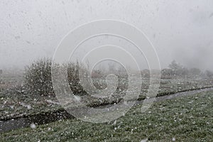 Wetland nature reserve of the River Scheldt with a snow storm and vegetation near Kalken