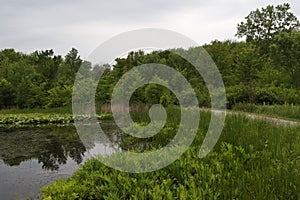 Wetland at North Chagrin Reservation, Ohio