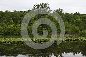 Wetland at North Chagrin Reservation, Ohio