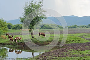 Wetland or pasture scenery with cows feeding