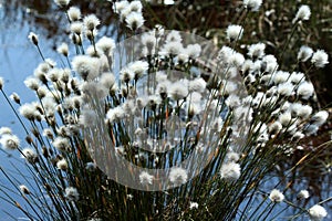 Wetland plant Cotton grass in full flower.