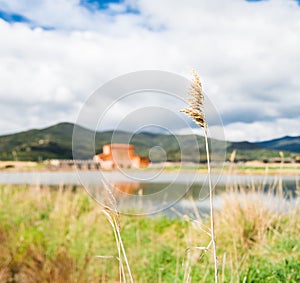 Wetland plant detail