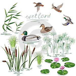 Wetland Plants and Ducks Set