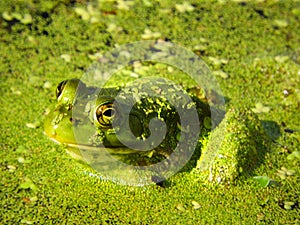 Wetland pond bull frog hiding in floating duckweed