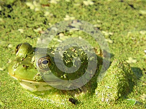 Wetland pond bull frog hunting in floating duckweed