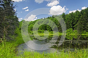 Wetland pond landscape summer new england