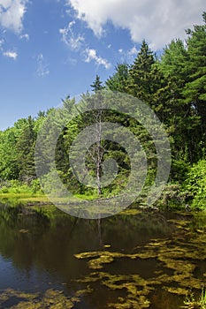 Wetland pond landscape summer new england