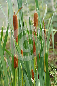 Wetland reed