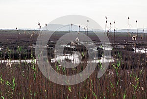 Wetland with reeds at low tide