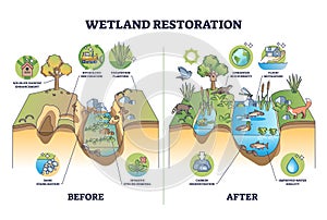 Wetland restoration and reviving ecosystems for environment outline diagram