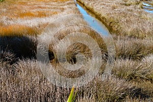 Wetland or saltmarsh with densely growing oio reed and drain with heron wading photo