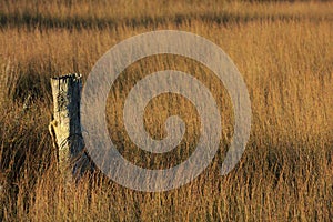 Wetland scene: an old weathered fence post in a sea of rushes