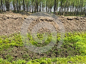 Wetland scenery