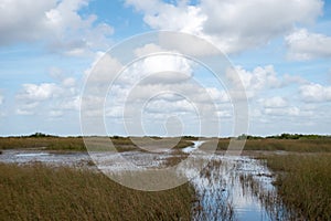 Wetland scenery in Everglades, Florida
