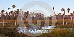 Scenic View of a Wetlands Environment in Central Florida photo