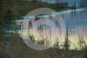 Wetland shoreline at dusk / early evening with blue, purple, orange cloudy sky reflected on the calm lake shoreline waters in the