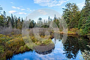 Wetland surrounded by pine trees and clear sky in autumn photo