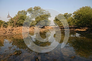 Wetland surrounded by trees photo