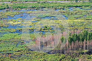 Wetland, swamp, top view photo