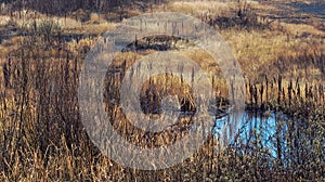 Wetland, swampy area with yellow and brown grass, reeds, bushes