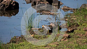 Wetland with tracks and heron