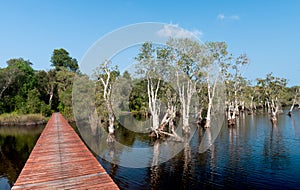 Wetland trees and plants in botanical park