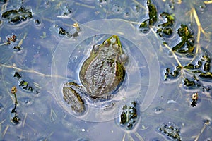 Wetland with a typical inhabitant, a frog, LeÅ¡nÃ¡ zoo, ZlÃ­n, Czech Republic