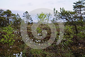 Wetland vegetation with flowering Cotton-grass of Black Moor in Rhoen, Germany