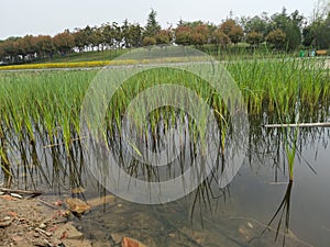 Wetland vegetation Park of Heming Lake in the south suburb of Xi`an Province, China