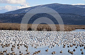 Wetland Waterfowl Gathering Beneath the Mountains