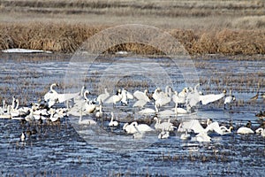 Wetland Winter Swan Gathering