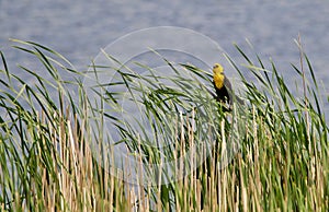 Wetland Yellow Headed Blackbird